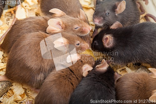 Image of Group of Mouses