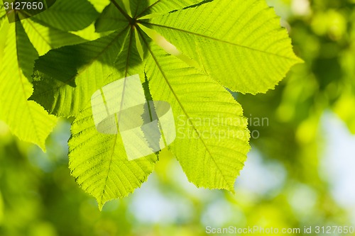 Image of Chestnut leaf