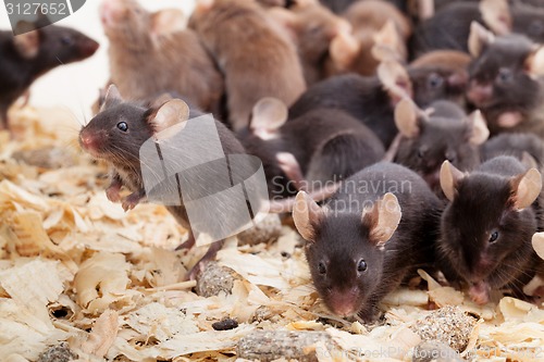 Image of Group of Mouses