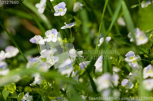 Image of Group of tiny flowers