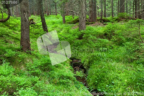 Image of Summer forest