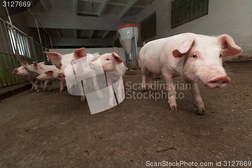 Image of Pig farm