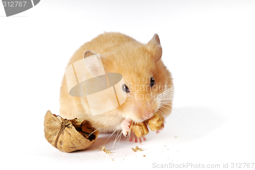 Image of Goldhamster