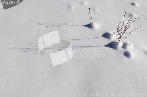 Image of Snow carpet