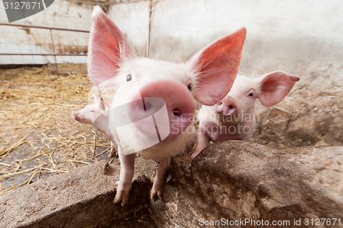 Image of Pig farm