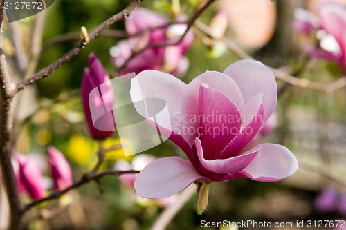 Image of Pink magnolia blossom.