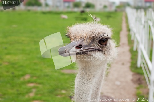 Image of Ostrich farm