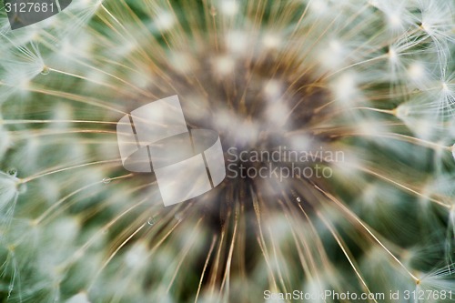 Image of Flowering of dandelion
