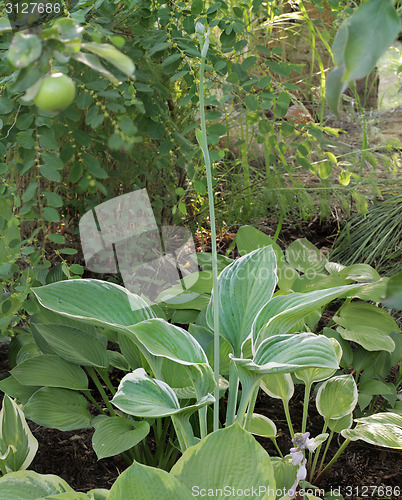 Image of hosta big