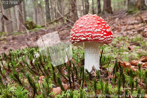 Image of Poison mushroom