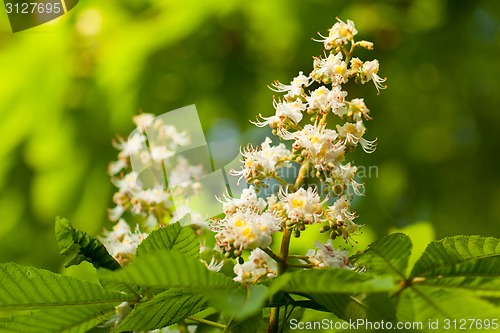 Image of Chestnut leaf