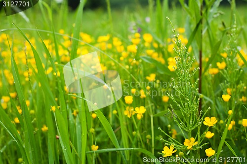 Image of Meadow after the rain