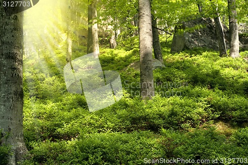 Image of Spring forest