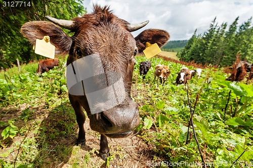 Image of Herd of cows