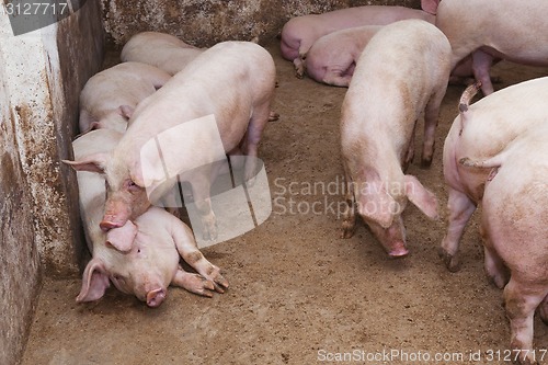 Image of Pig farm