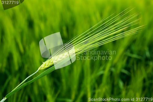 Image of Wheat field closeup