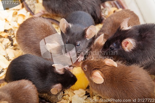 Image of Group of Mouses