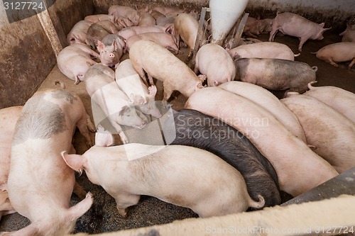 Image of Pig farm