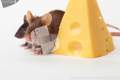 Image of Mouse happiness