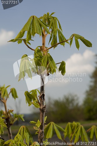 Image of Young chestnut