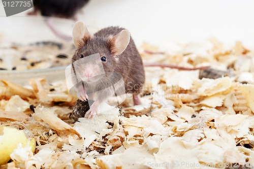 Image of Brown mouse sawdust