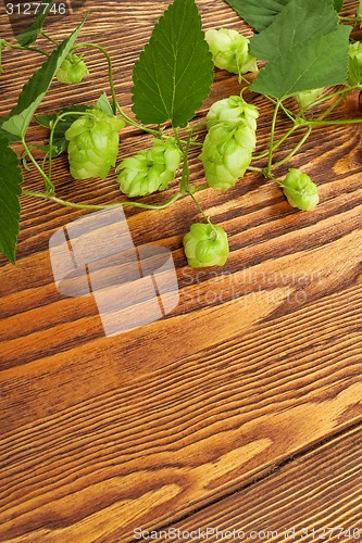 Image of Hop plant on a wooden table