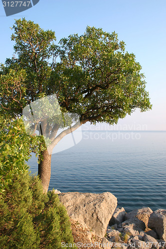 Image of A single tree on the sea shore