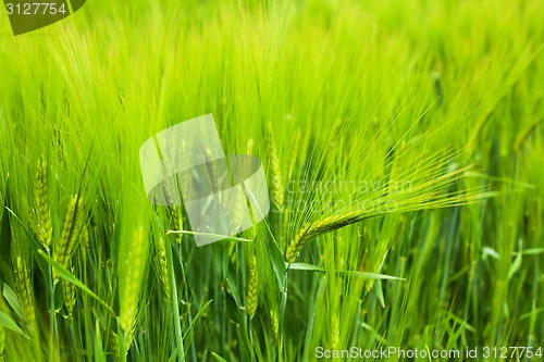 Image of Wheat field closeup