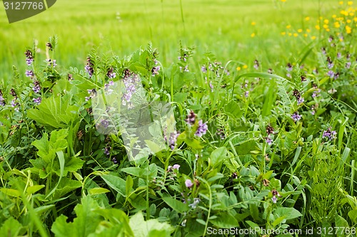 Image of Spring meadow