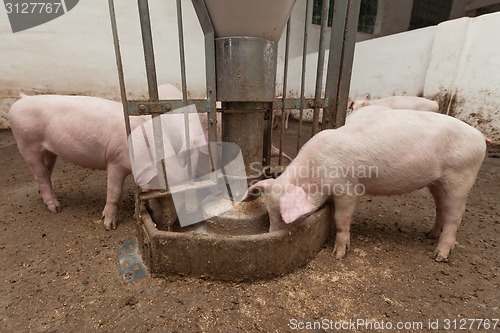 Image of Pig farm