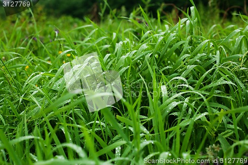 Image of After the rain