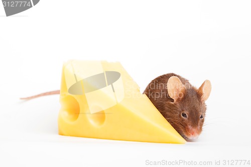 Image of Mouse happiness