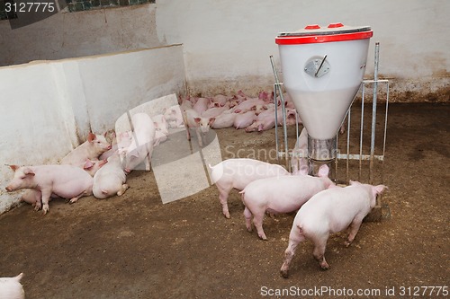 Image of Pig farm