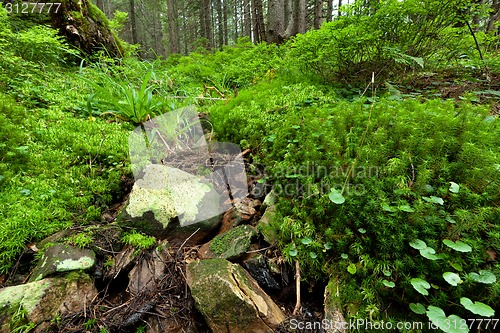 Image of Summer forest