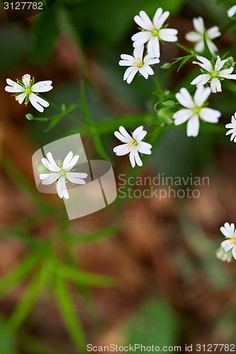 Image of Group of tiny Stitchwort flowers
