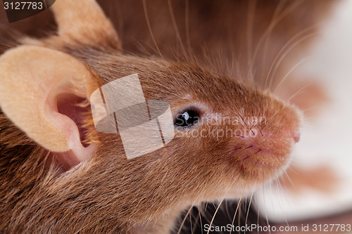 Image of Mouse portret