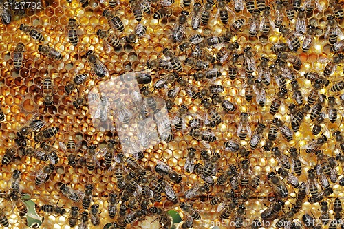 Image of Bees at work