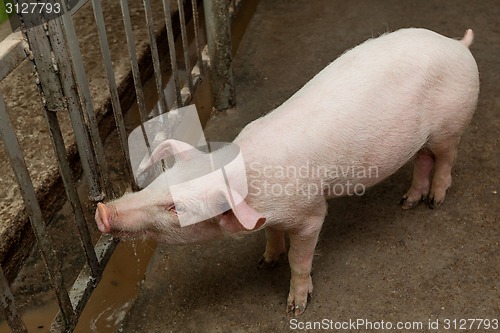 Image of Pig farm