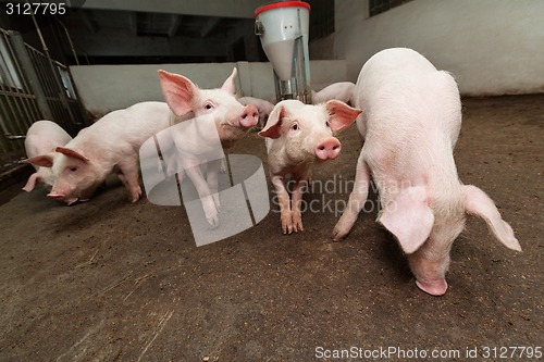 Image of Pig farm