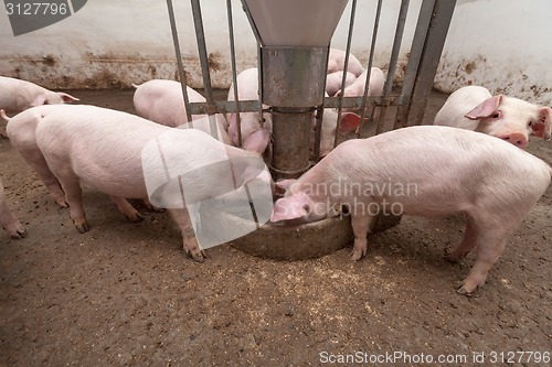 Image of Pig farm