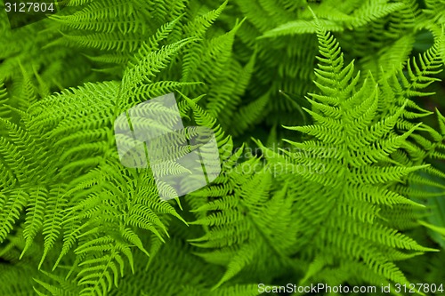 Image of Fresh fern