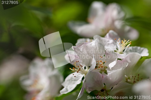 Image of Apple tree blossom