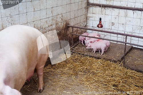 Image of Sow pig with piglets