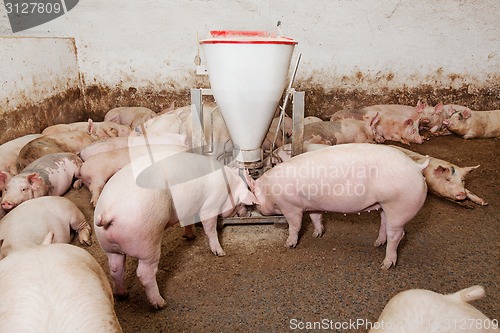 Image of Pig farm