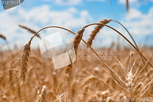 Image of Spikes of wheat closeup