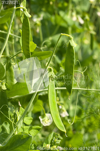 Image of Green pea pods