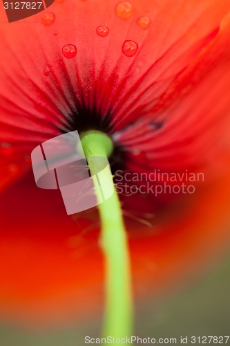 Image of Poppy flower