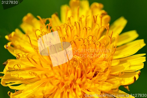 Image of Flower of dandelion
