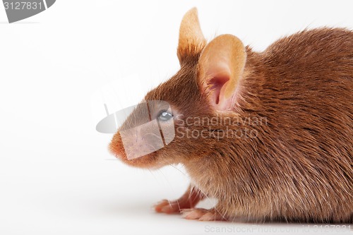 Image of Brown mouse