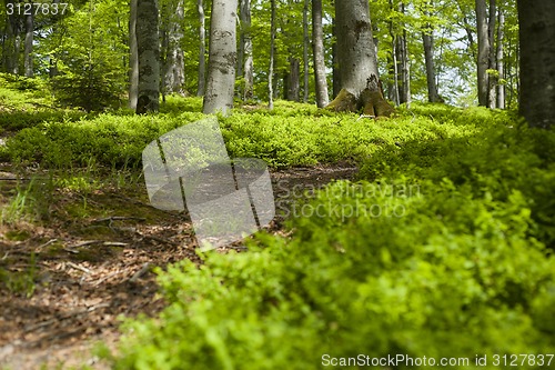 Image of Spring forest